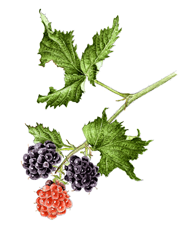 ブラックベリー