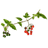 ヒヨドリジョウゴ