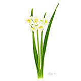 スイセン八重咲