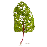 エゾノギシギシ