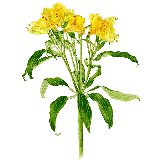 アリストロメリア