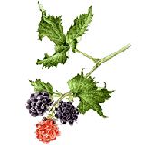 ブラックベリー