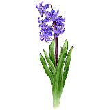 ヒアシンス
