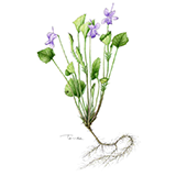 タチツボスミレ